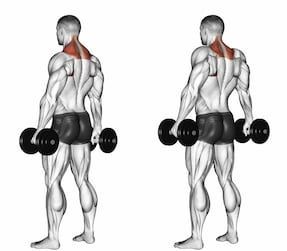 Encogimientos para trapecio